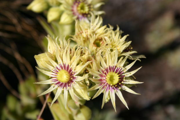 Flora Alpina delle Alpi Occidentali